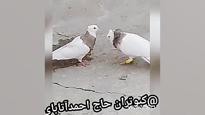 کبوترطوقی کفترطوقی کبوترپرشی ط...