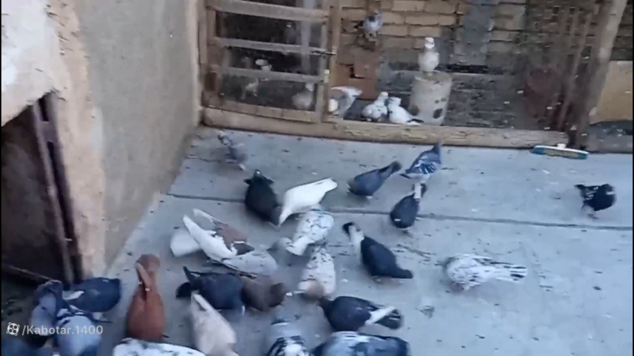 نکاتی در مورد کبوتر بازی.انداز...