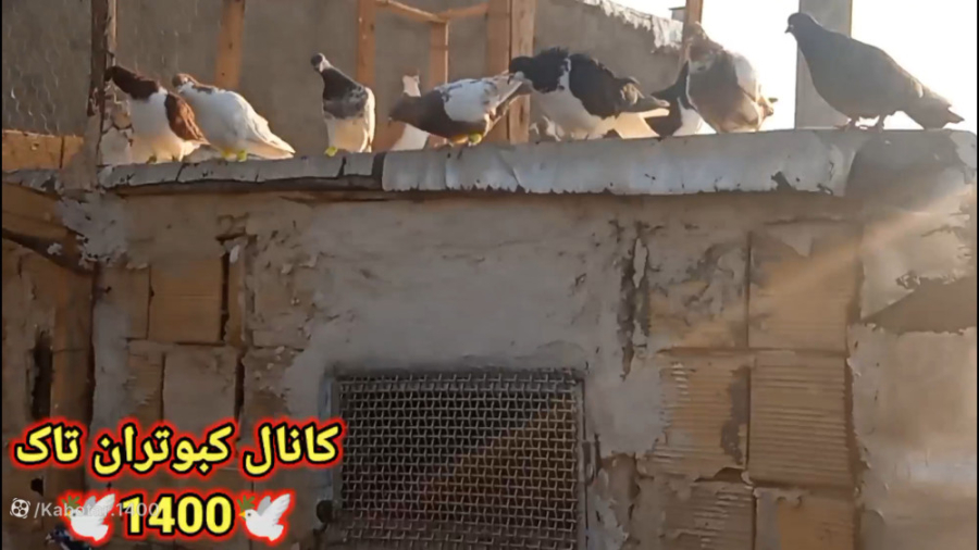 کبوترای داداش یوسف پرشی ها رنگ...