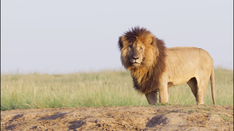 مستند داستان های گربه بزرگ بخش...