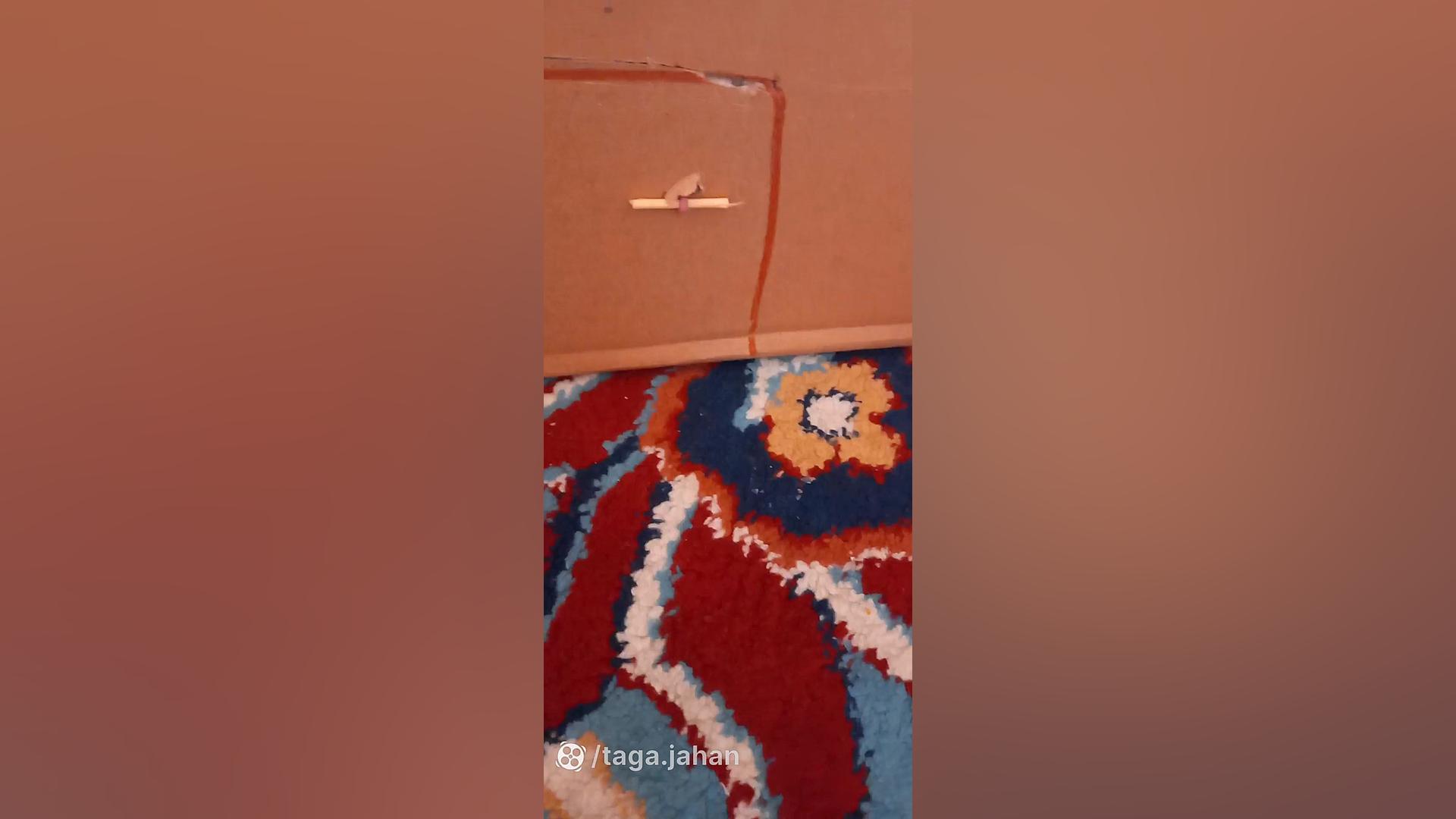 تله برای کبوتر جدید