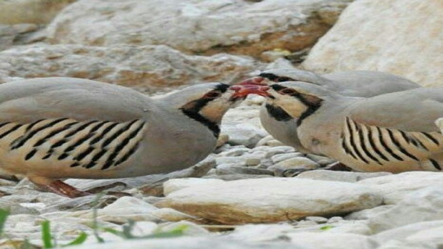 صدای بسیار زیبای کبک ماده مخصو...