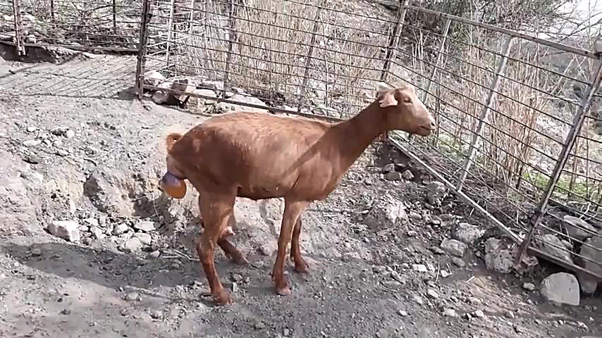 زایمان برغاله برای اولین بار