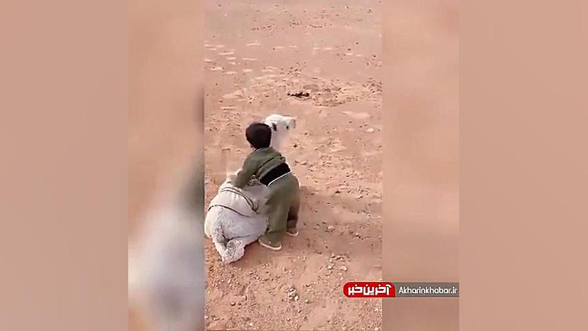  صبر و حوصله فقط بچه شتر