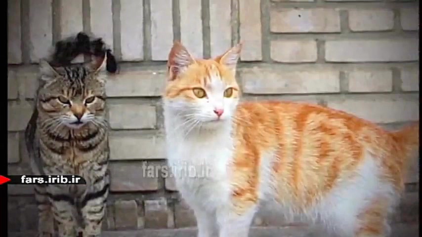 طنز شیرازی &quot; شهر قشنگ &qu...