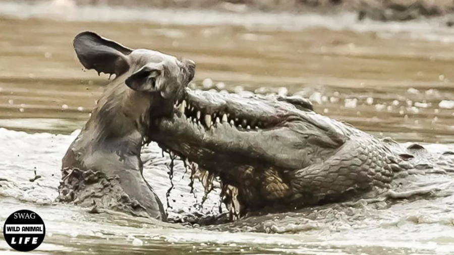 سگ وحشی طعمه تمساح را می دزدد...