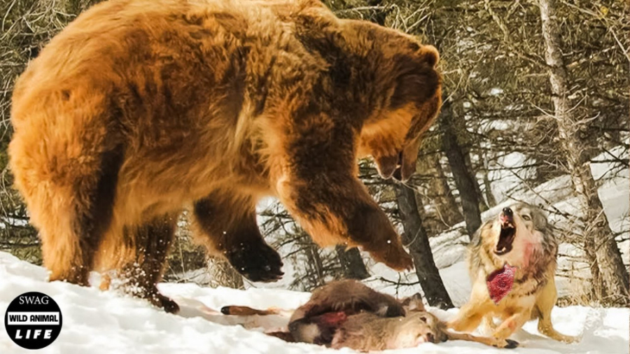 طعمه خرس گریزلی توسط گرگ ربوده...