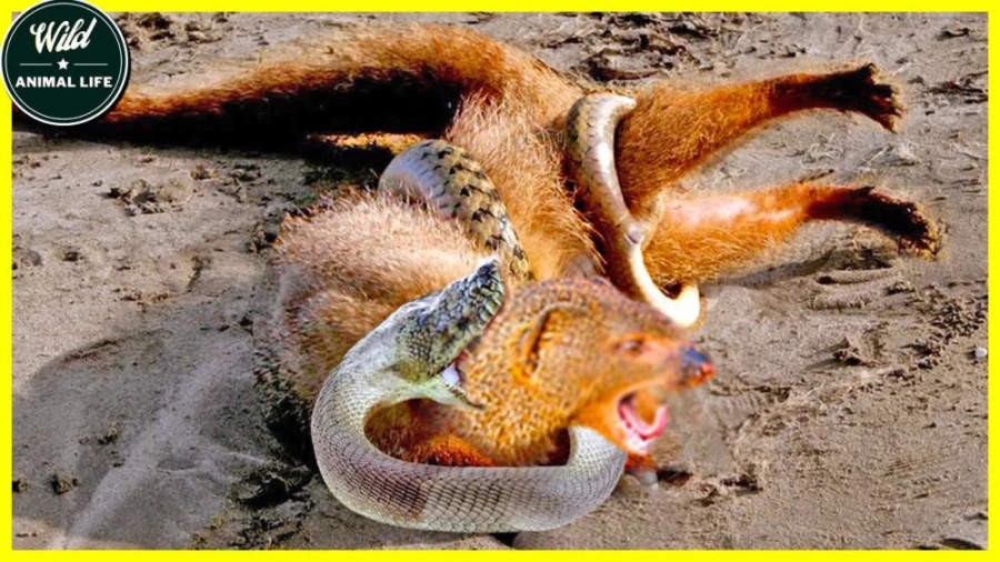 مبارزه مانگوس و سیاه مامبا تا...