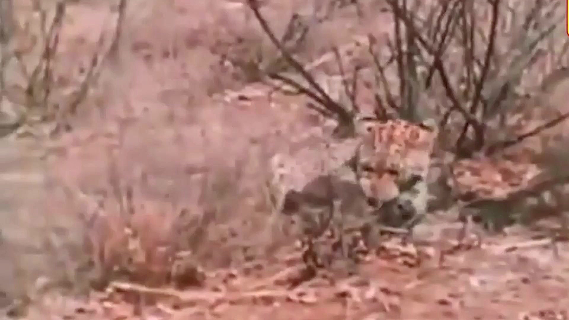 مقایسه ی شیر و پلنگ در شکار