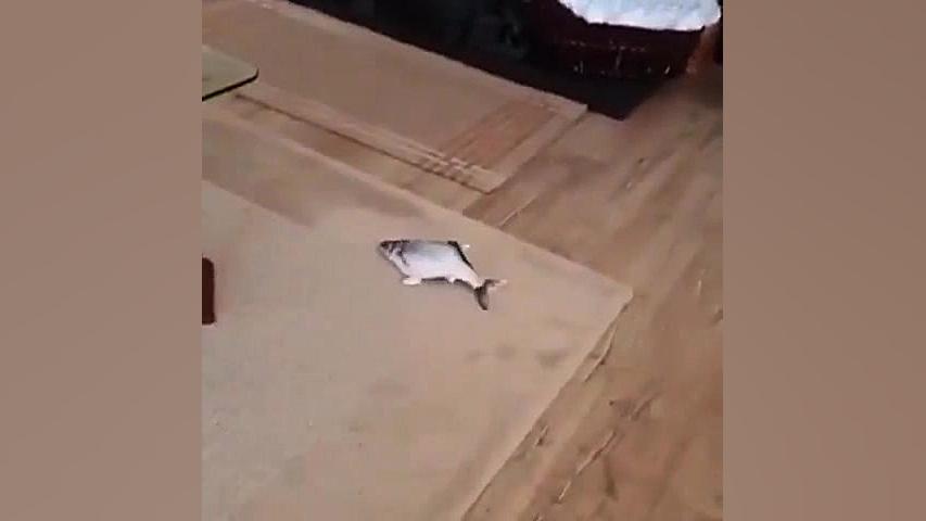 ماهی که برق داره