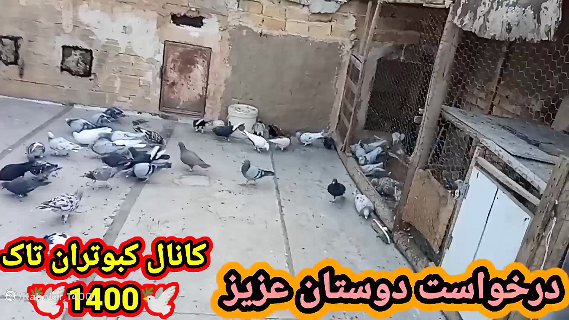 همه کبوترای غریب گیری شده درخو...