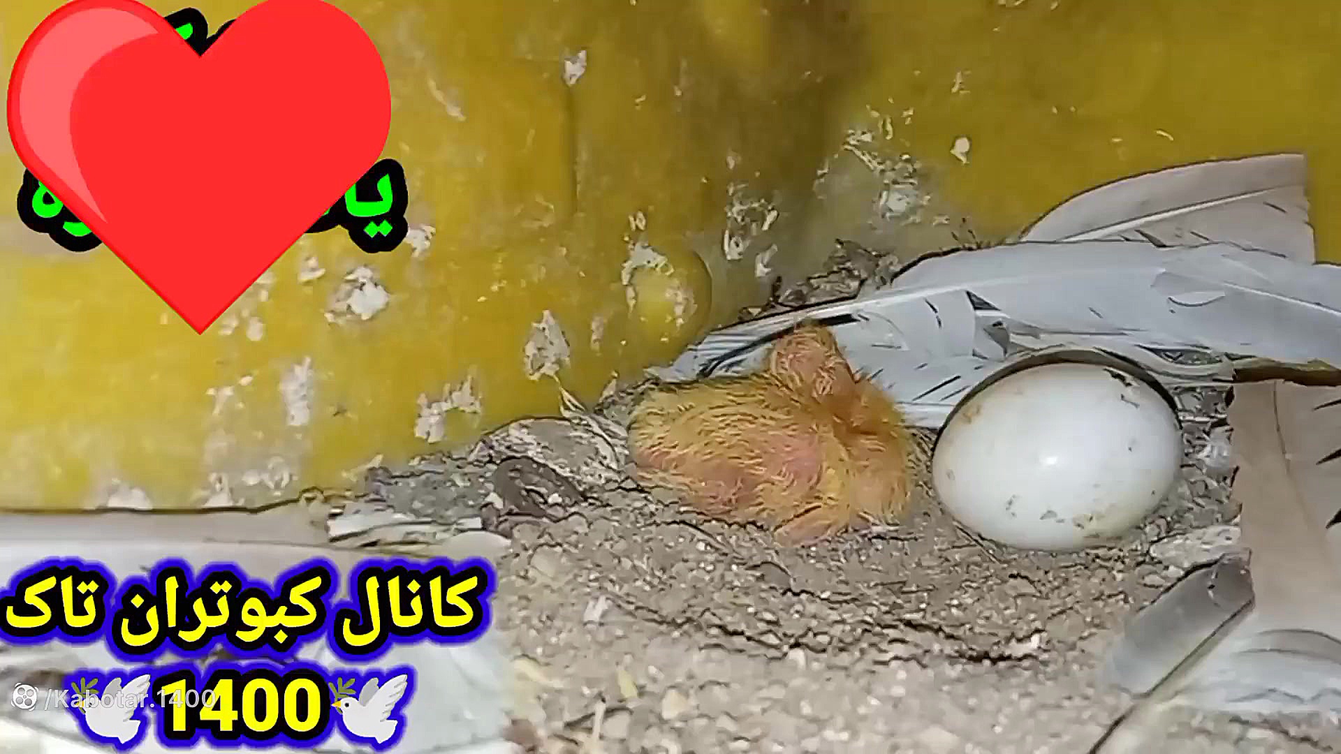 جوجه کبوتر تازه به دنیا آمده