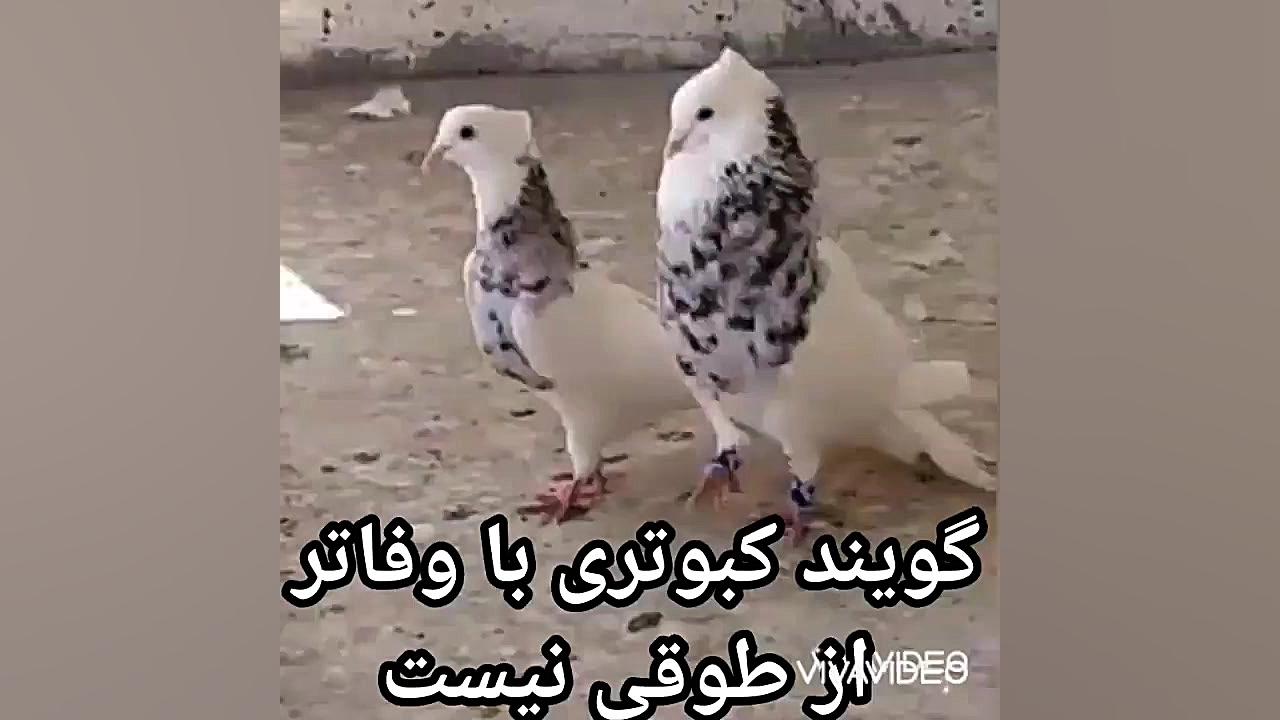 فیلم کبوترطوقی کبوترطوقی کفترر...