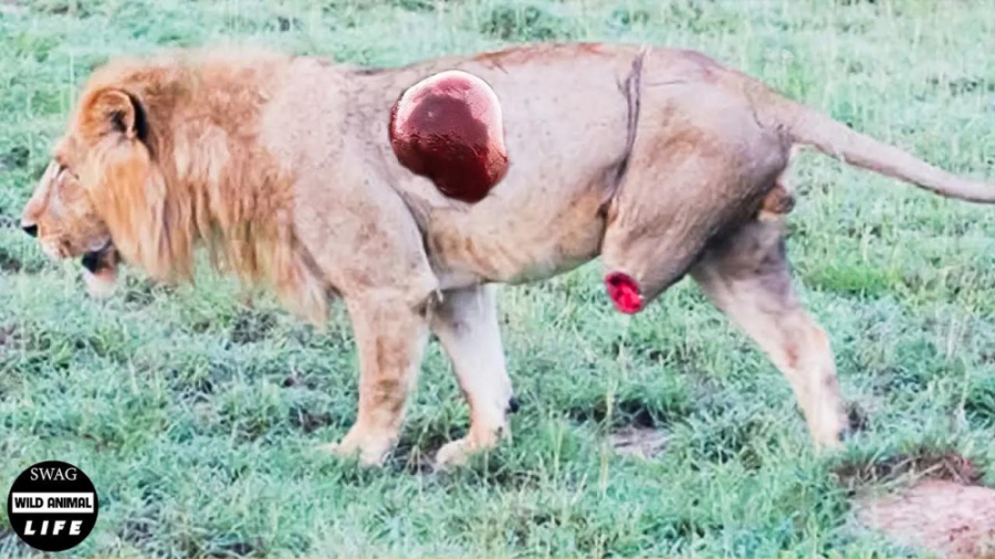 پایان تاسف بار برای شیر هنگام...