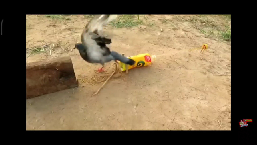 اموزش ساخت تله برای گرفتن کبوت...