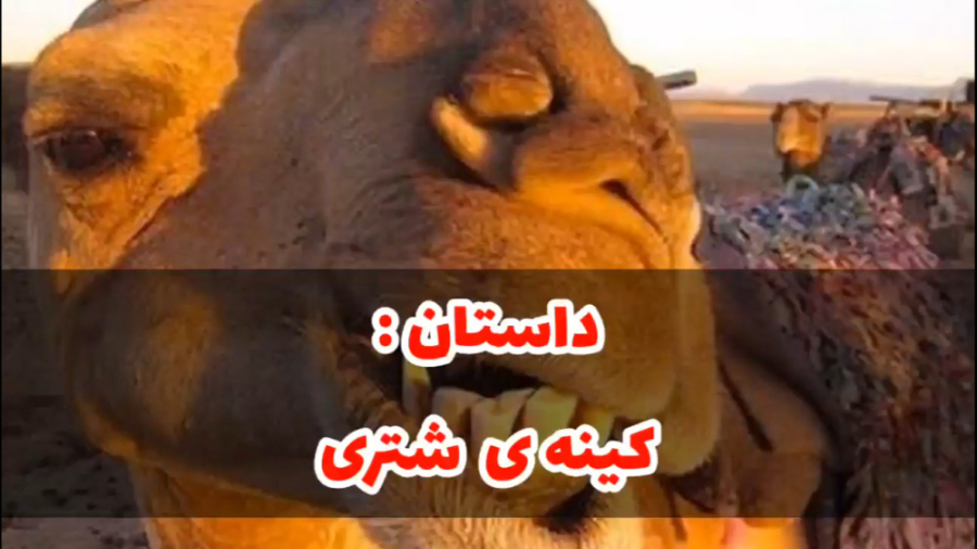 داستان کینه شتری