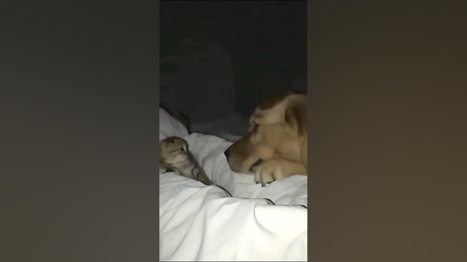 《گربه گوگولی》