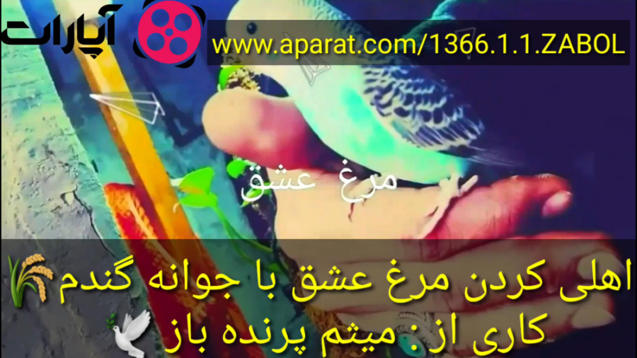 اهلی کردن مرغ عشق با جوانه گند...