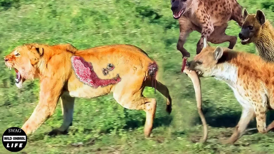 لحظه وحشتناک کندن دم شیر توسط...