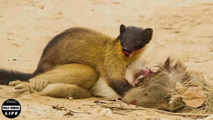 مارتن موجودی کوچک اما به شدت خ...