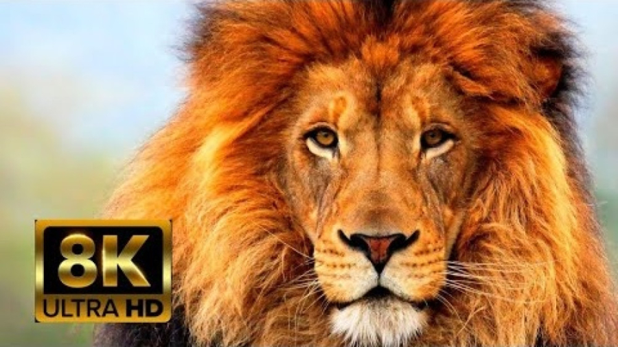 حیوانات حیات وحش  کلیپ حیوانات...