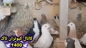کبوترای داداش یوسف وگنجه های ک...