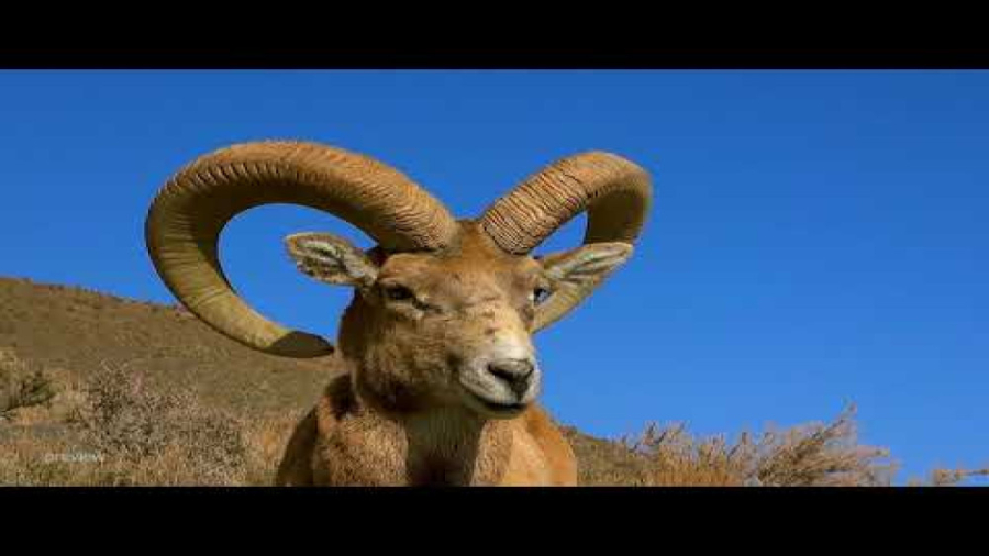 مستند حیات وحش  از زندگی حیوان...