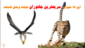 مستند حیات وحش این 15 حیوان سر...