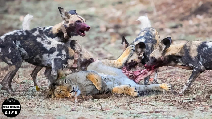 دردناک ! مبارزه شیر مجروح با 2...