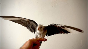 عروس هلندی سخنگو رقاص