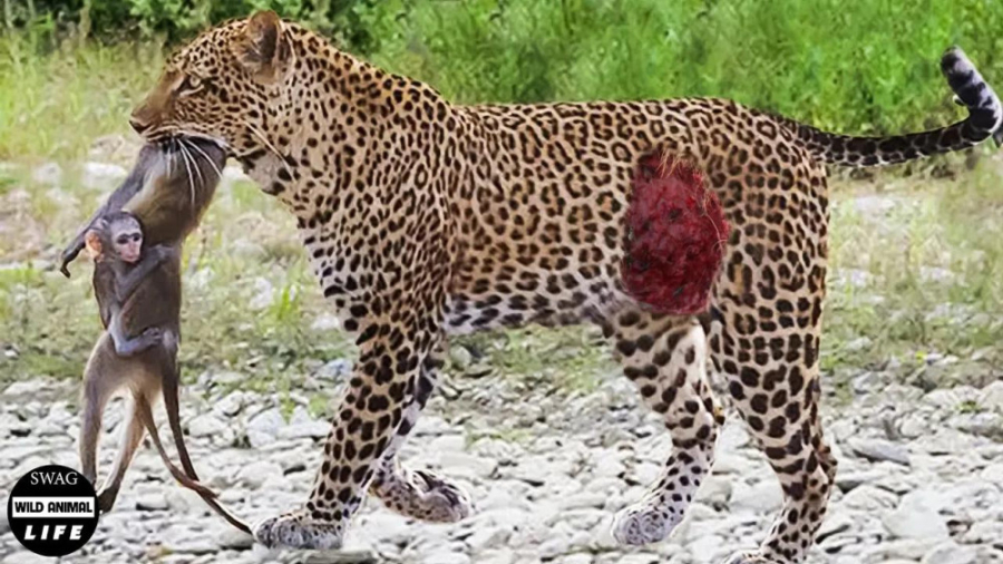 دردناک !!! پلنگ بی رحم مادر می...