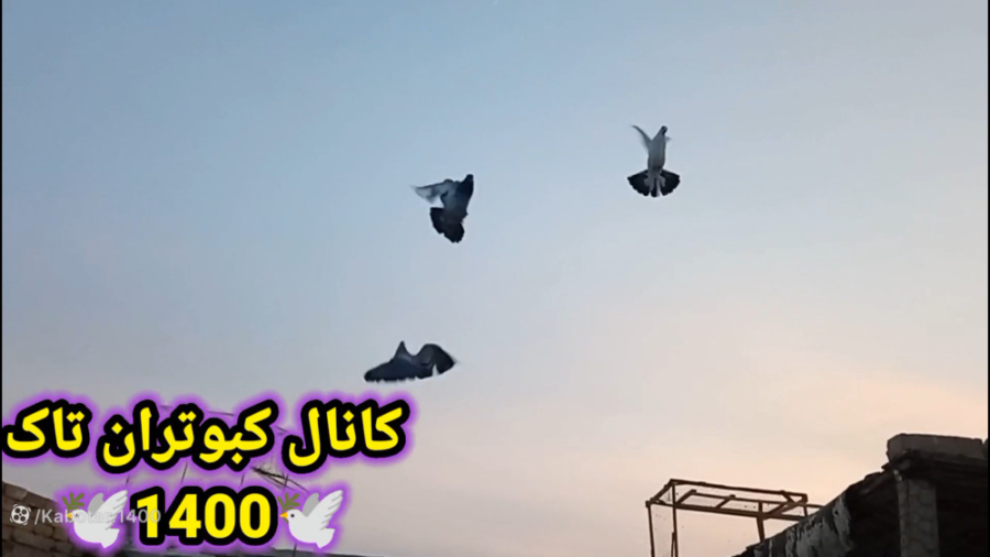 جلد کردن کبوتر ونحوه تمرین داد...