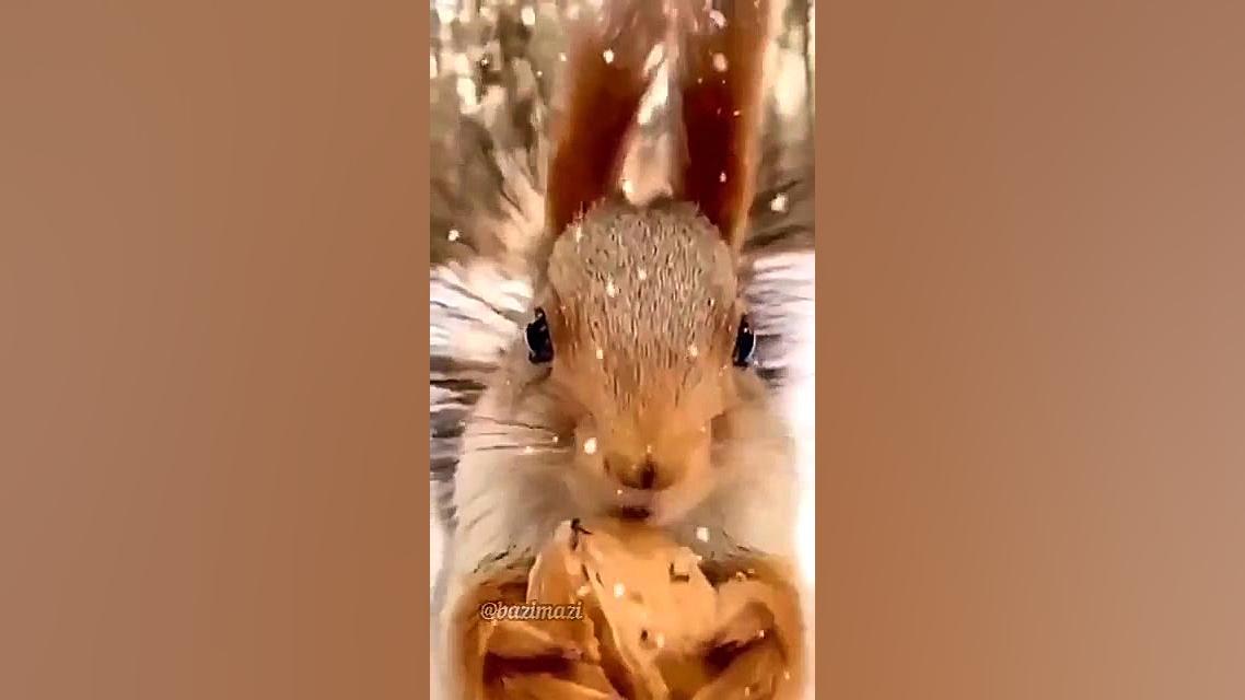 چه قدر بامزه است