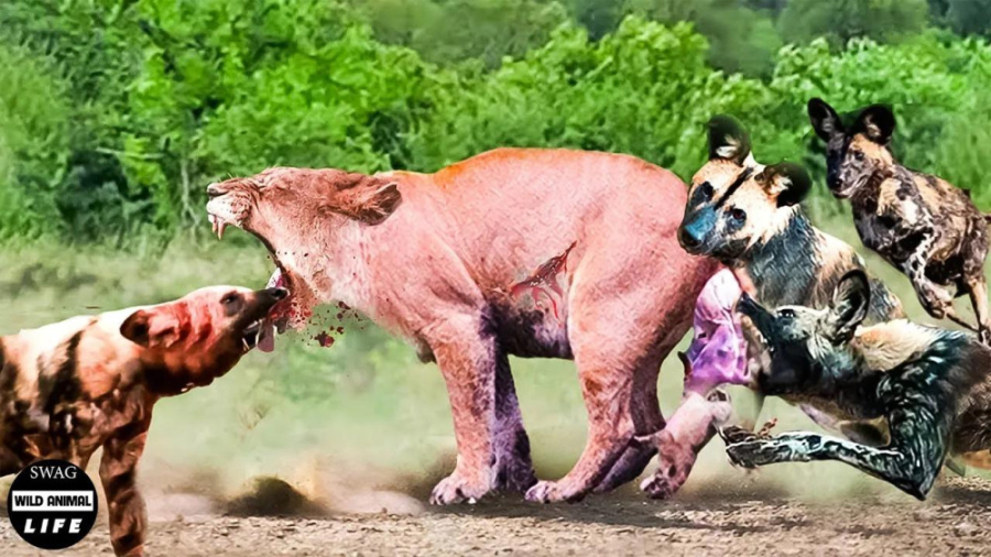 رقت انگیز! سگ‌های وحشی برای شک...