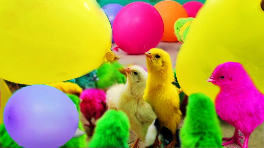 حیوانات بامزه  جوجه رنگی خوشگل...