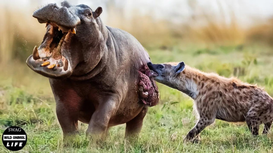 شکارهای بی رحمانه کفتارها در ح...