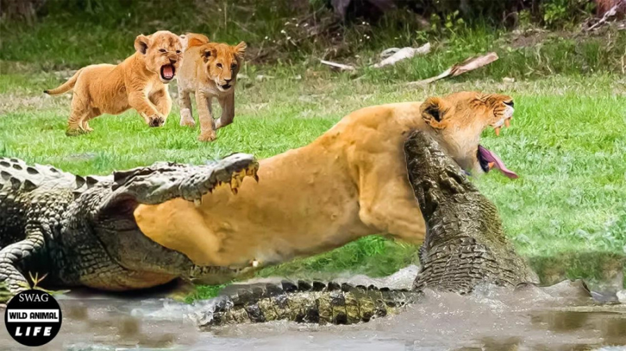 شیر مادر در حال عبور از رودخان...