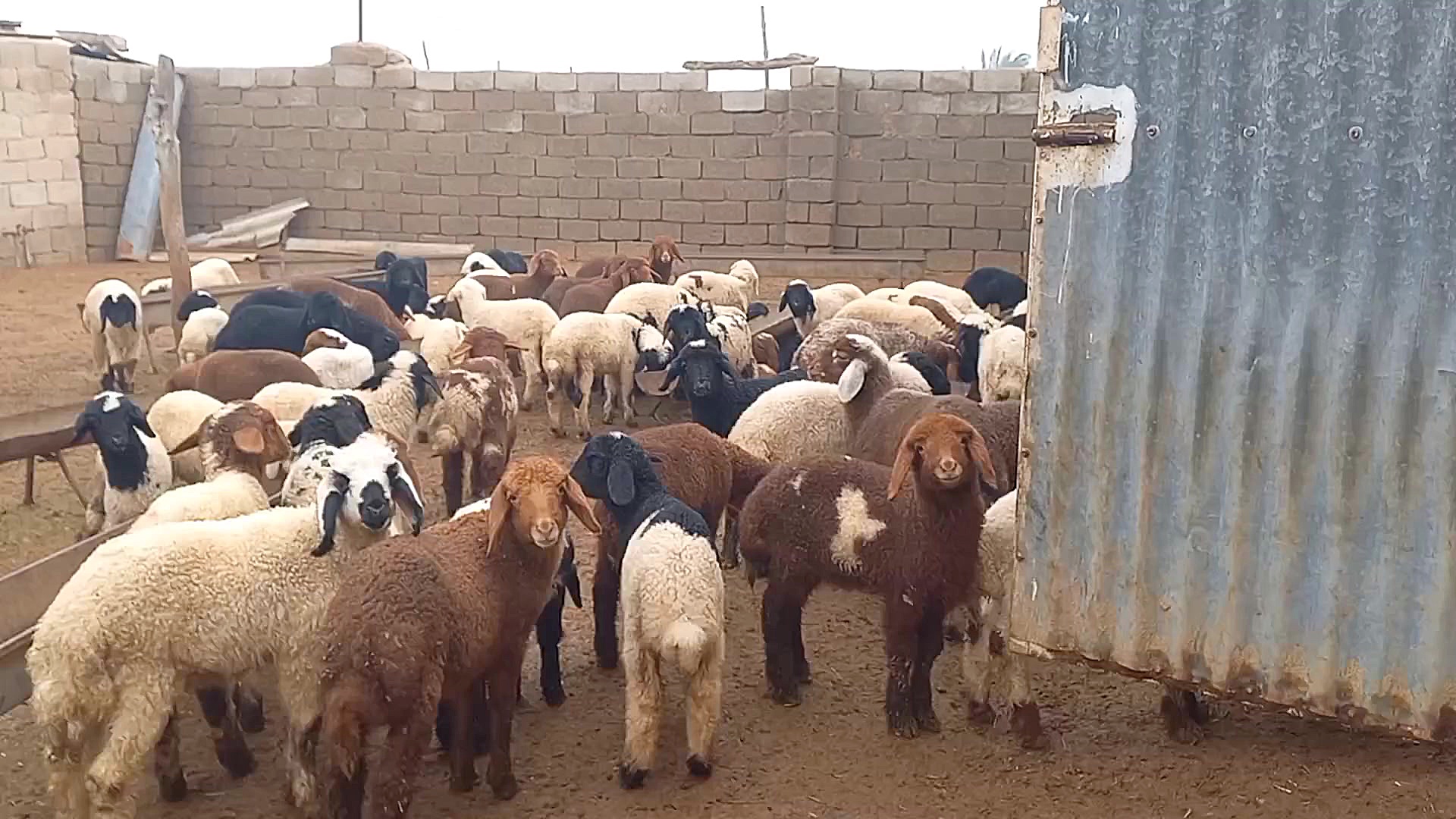 گوسفند های کوچک پدربزرگم