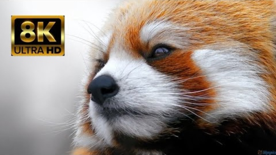 حیوانات حیات وحش آفریقا  حیوان...