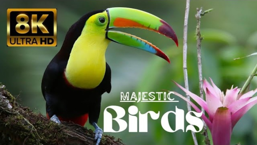 حیوانات حیات وحش  پرندگان زیبا...