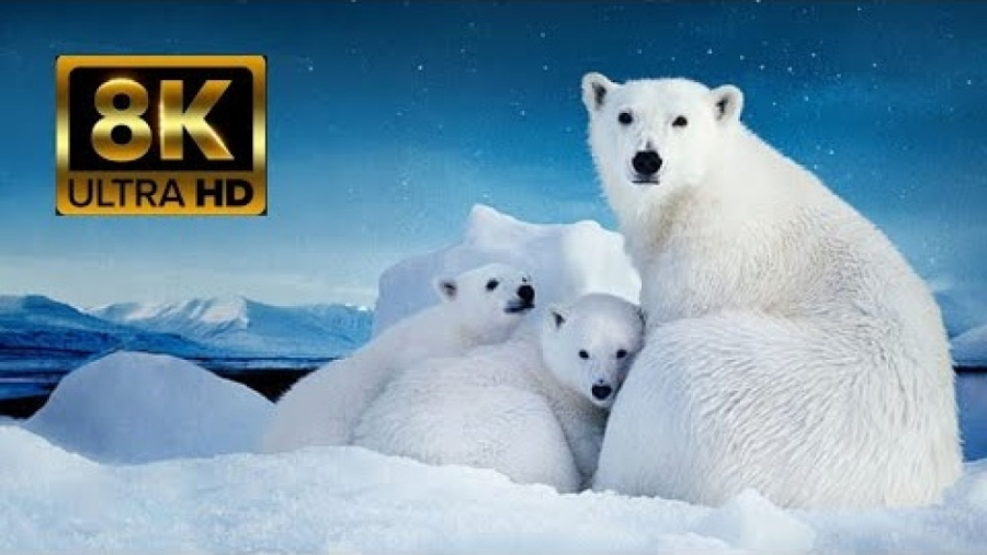 حیوانات حیات وحش  خرس های سفید...