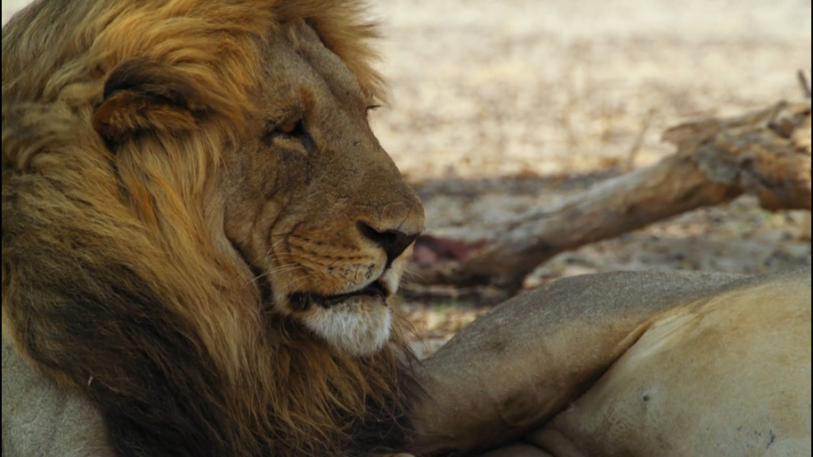 مستند پادشاهی وحشت بخش 10 دوبل...
