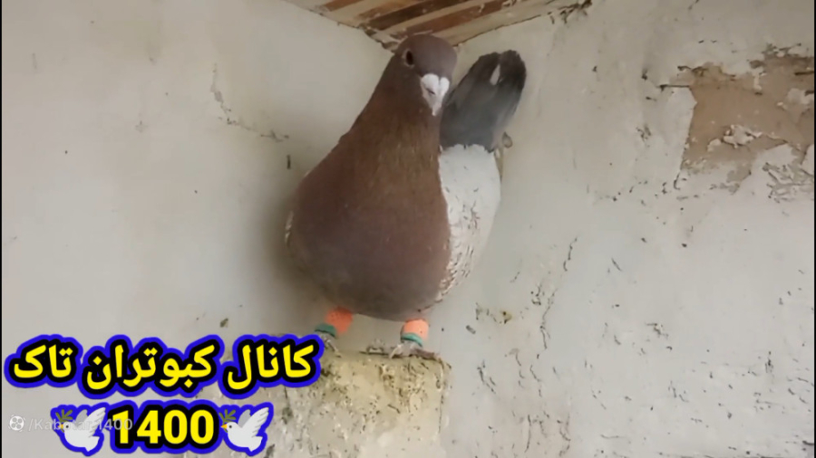 کبوتر غریب گیری شده و جوجه کبو...