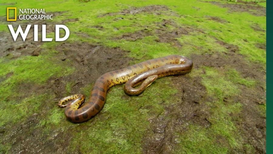 مستند حیوانات حیات وحش  مار غو...