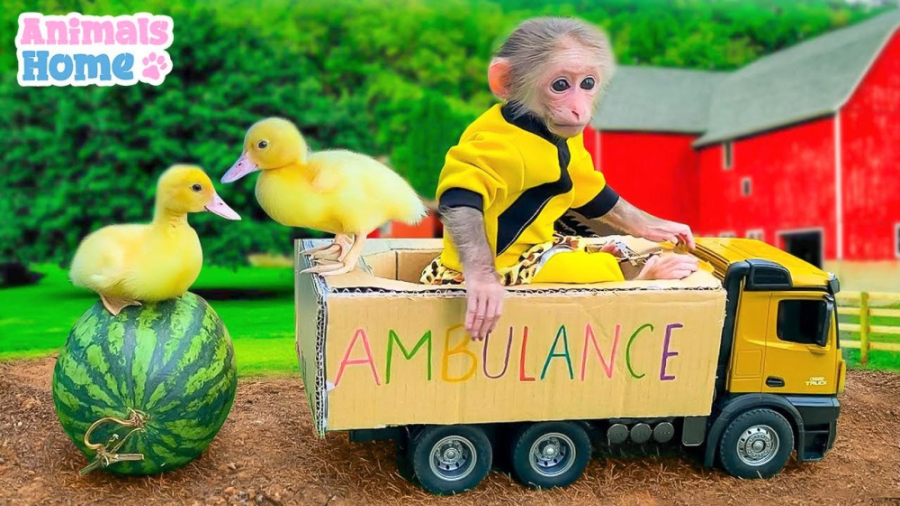 بچه میمون و جوجه اردک میوه را...