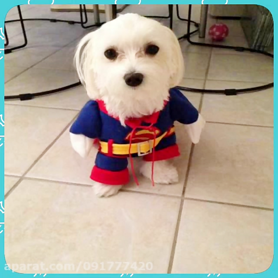 میکس عکس حیوانات بامزه