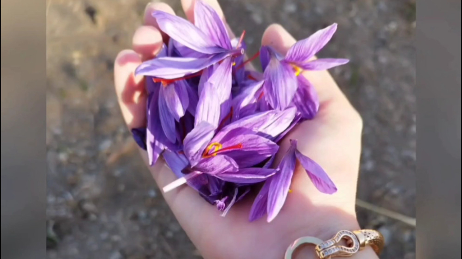 ویدئو ارسالی ازکردستان