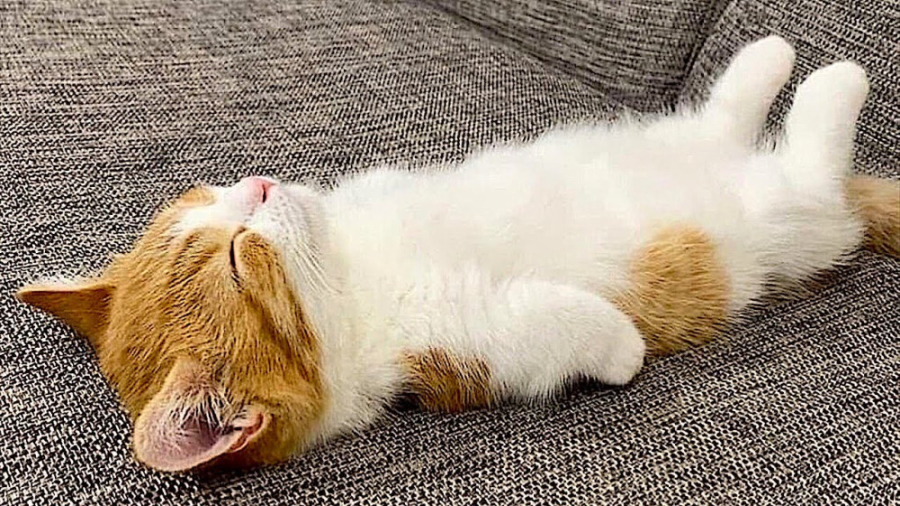 خنده دارترین حیوانات  سرگرمی ب...