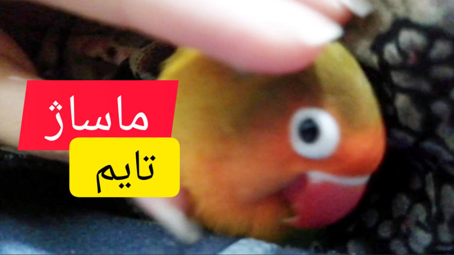 ماساژ هلو خانم طوطی زیبا