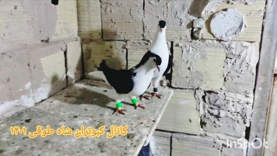 نمایشی از کبوتر های جدید و خبر...